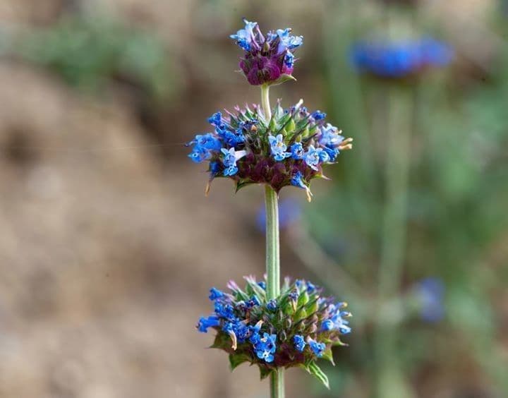Salvia columbariae 6