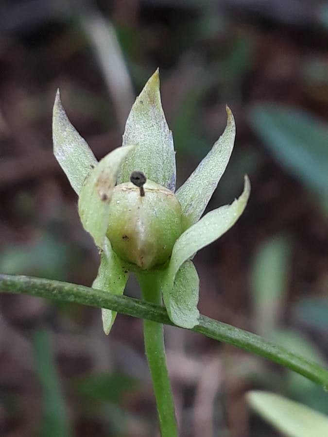 Wildes Stiefmütterchen 5