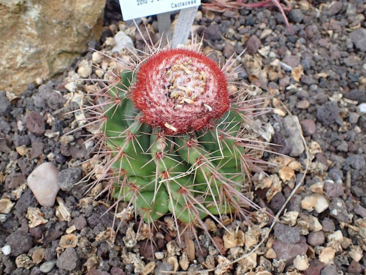 Melocactus 7