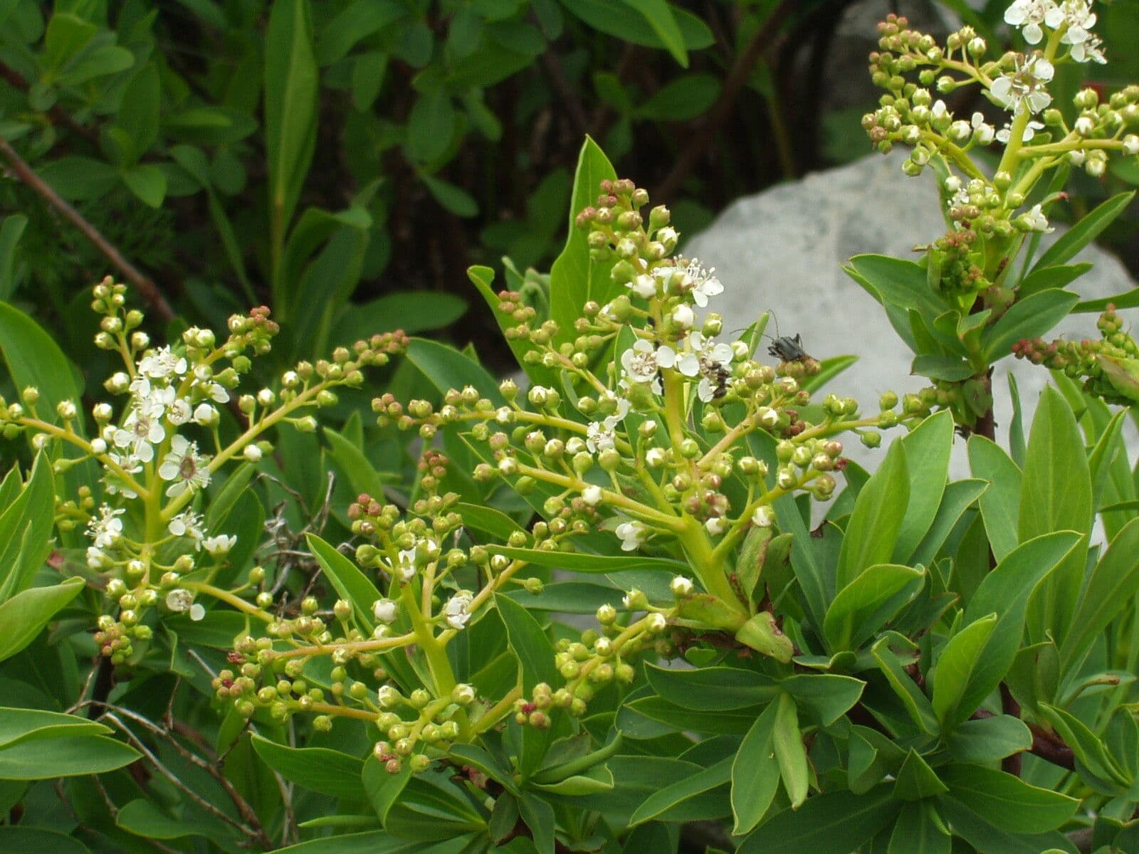 Sibiraea 6