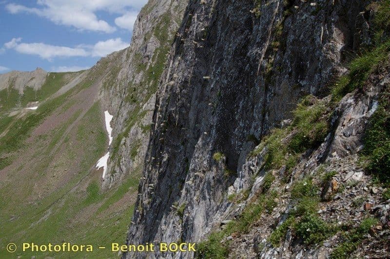 Pyrenäen-Felsenbr uch 19