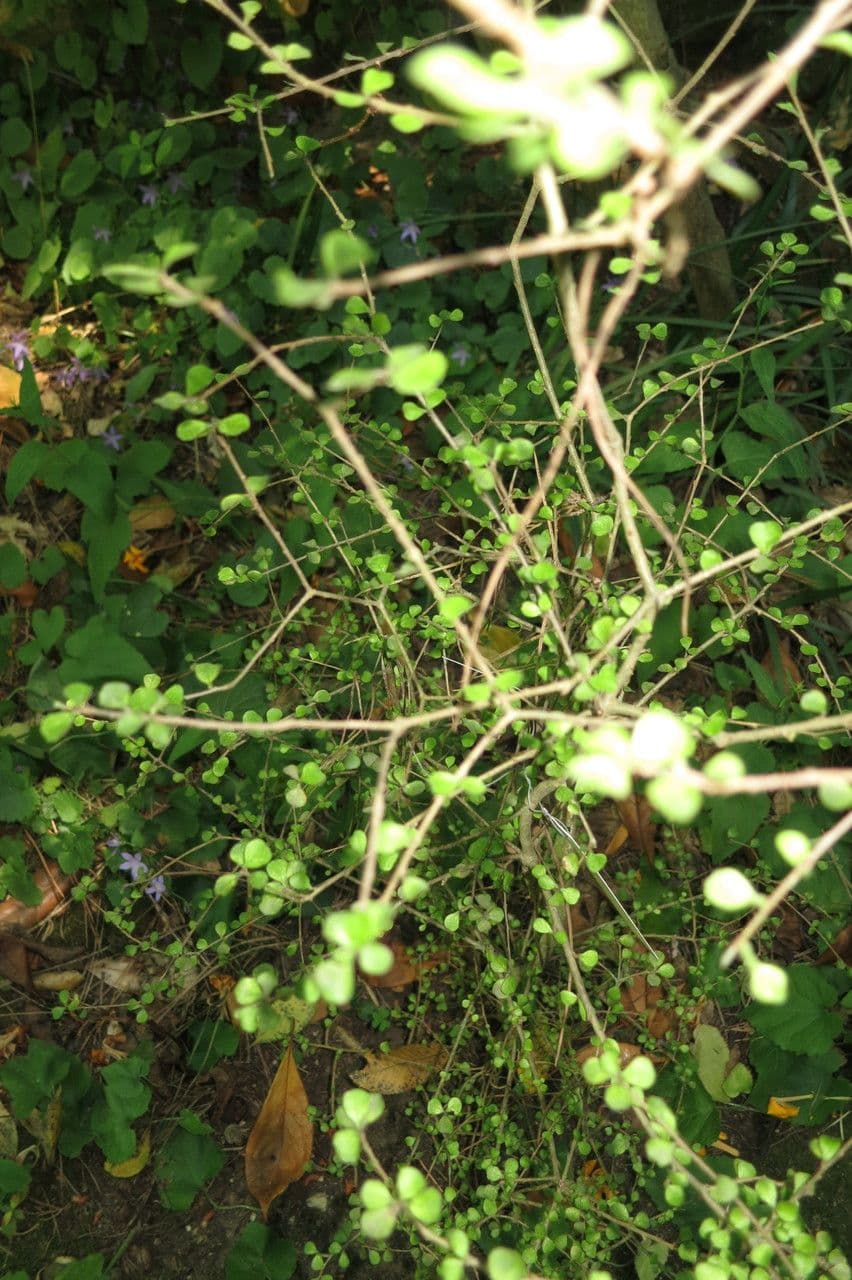 Pittosporum obcordato 5