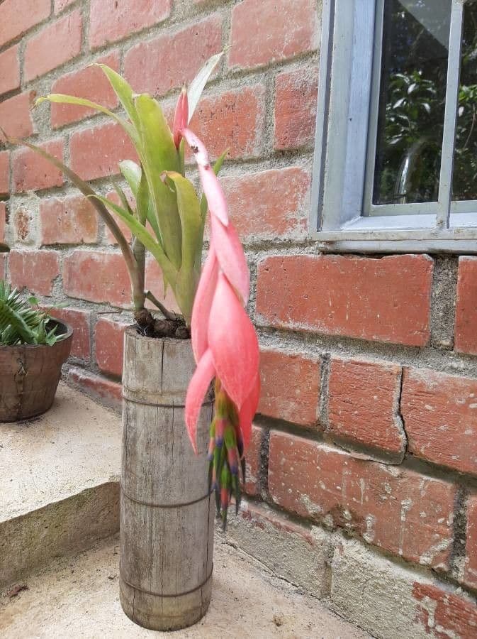 Billbergia pendula 4