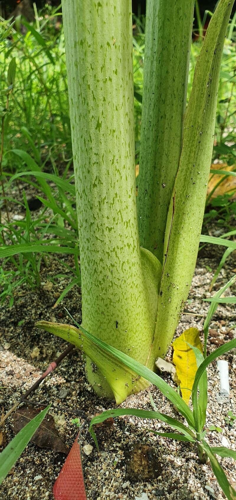 Východoindický arrowroot 21