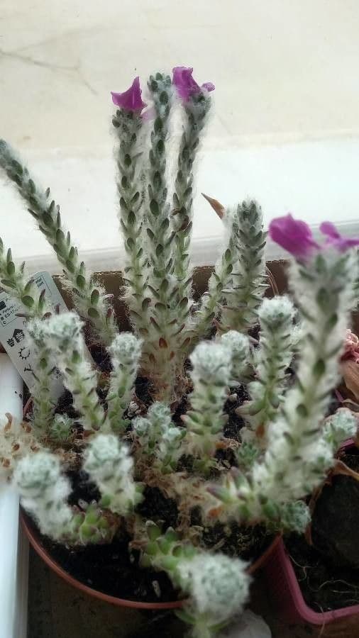 Portulaca 5