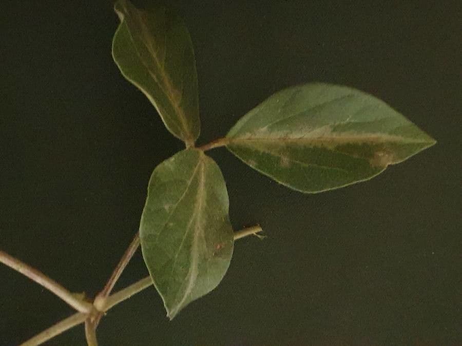 Vigna vexillata 13