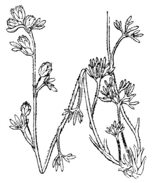 Artemisia a ombrella 22