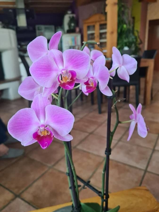 Papilionanthe 6