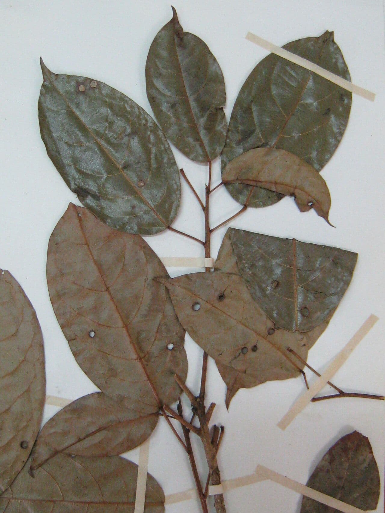 Micrandra