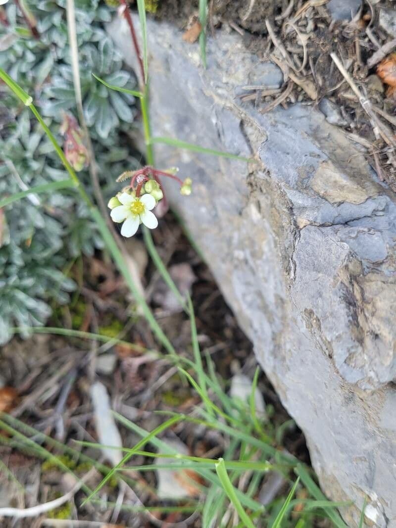 Saxifrage incrustée