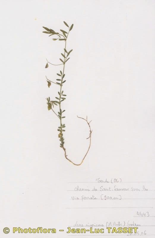 Vesce lenticulaire 14
