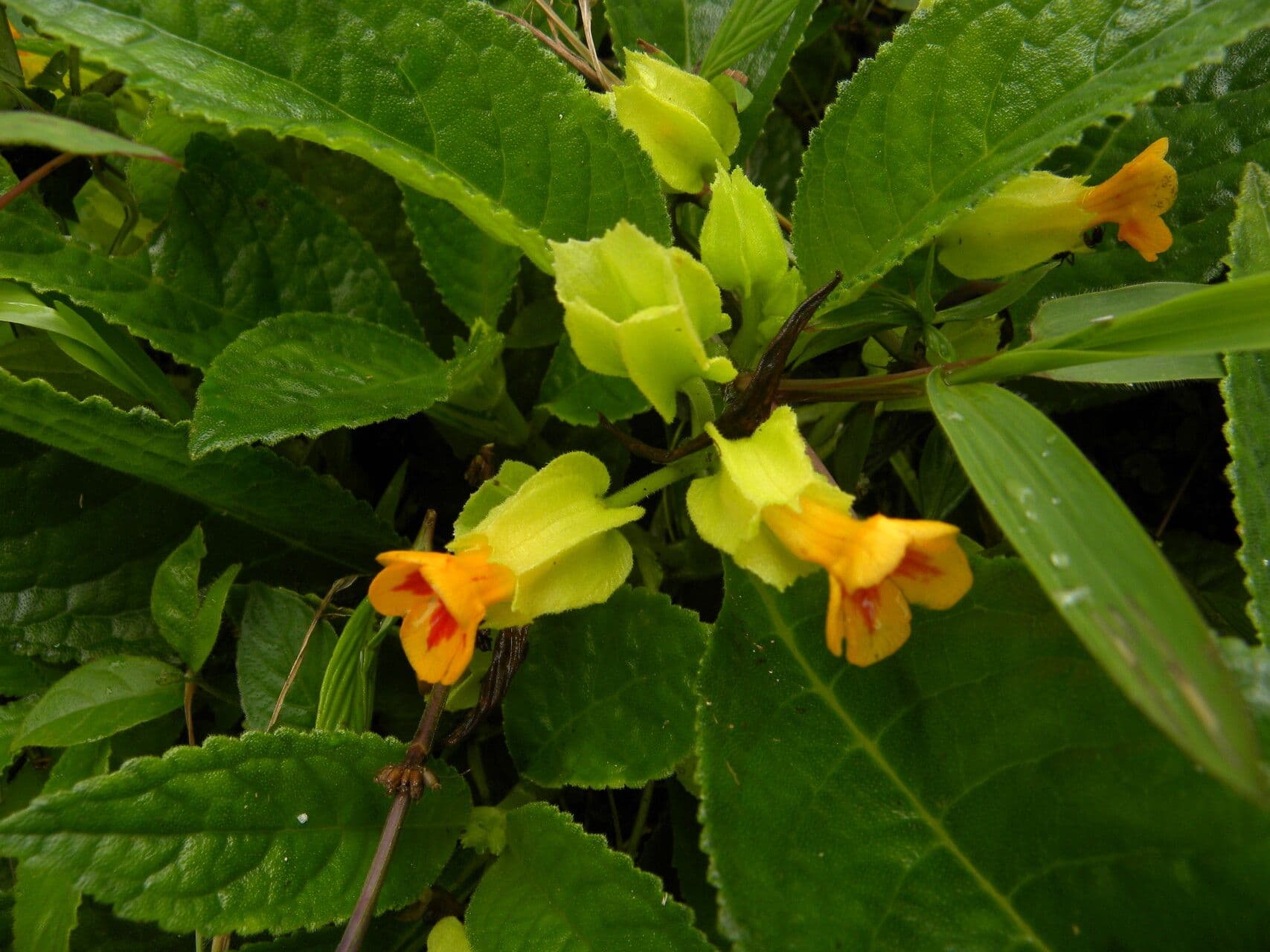 Chrysothemis