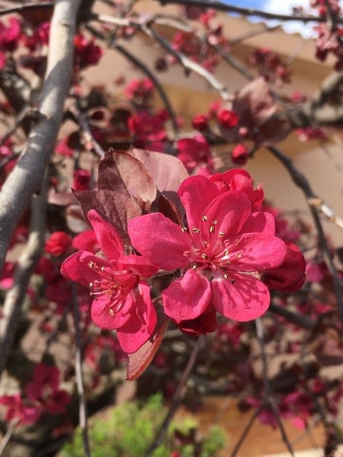 Melo da fiore del Giappone 6