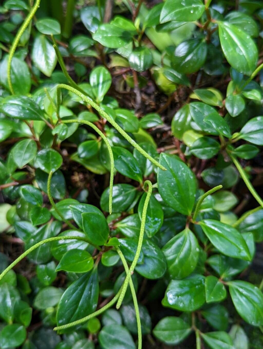 Peperomia glabra 6