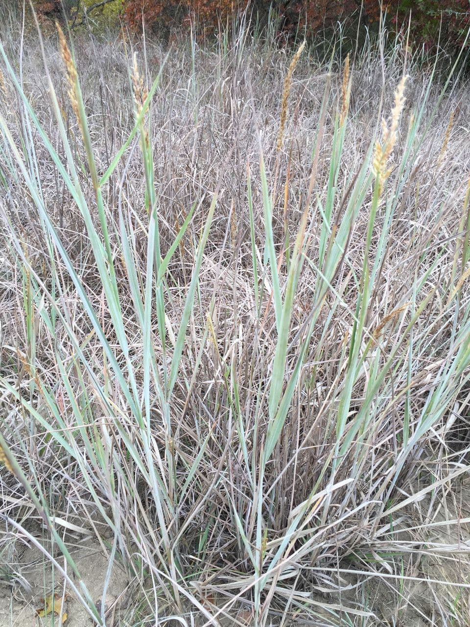Sorghastrum nutans 14