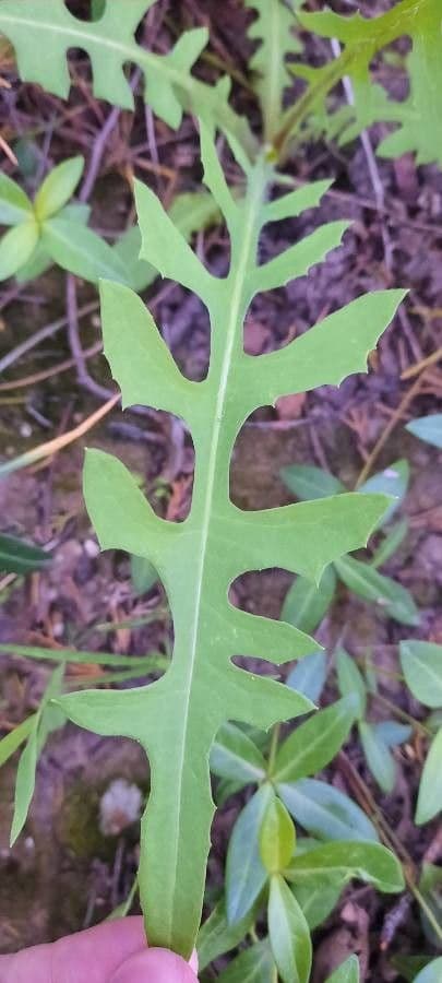 Lactuca 16