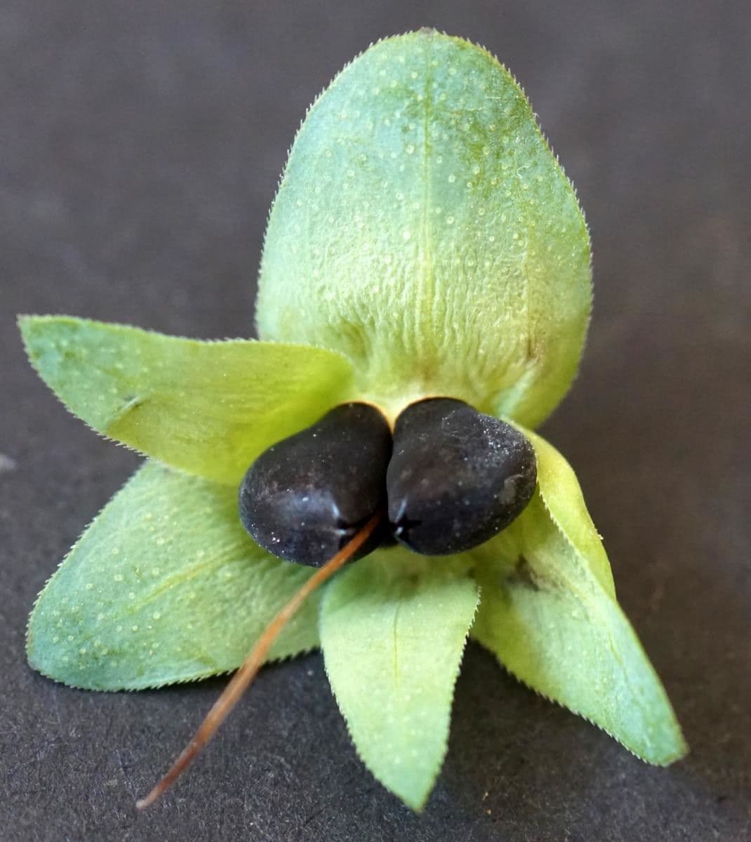 Cerinthe liscia 2