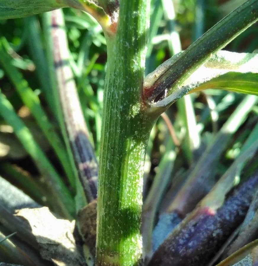 Säbel-Kratzdistel 21