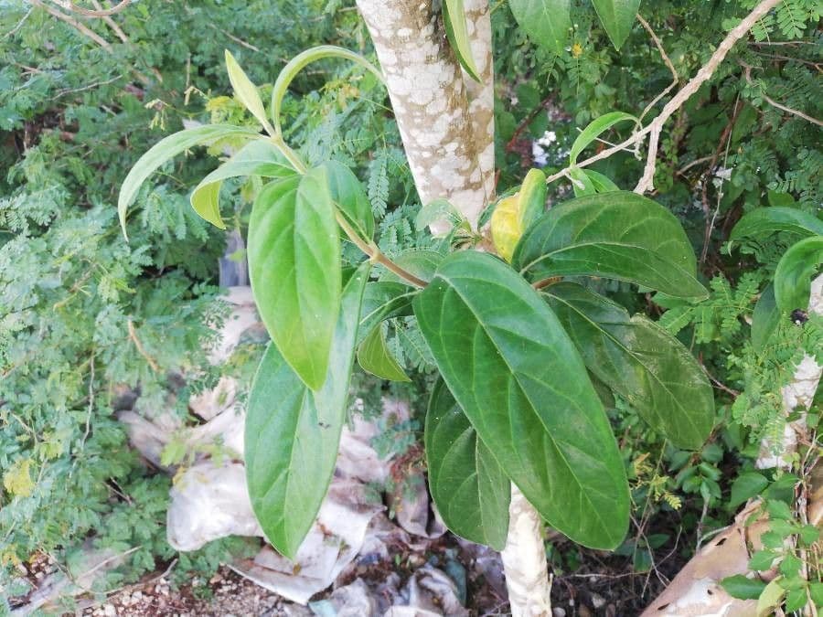Morinda royoc 11