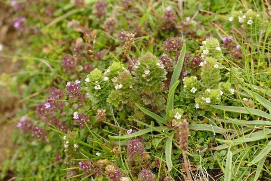 Euphrasia frigida