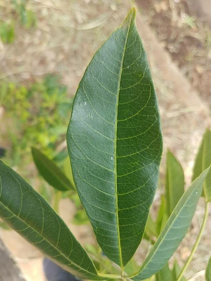 Balfourodendron 7