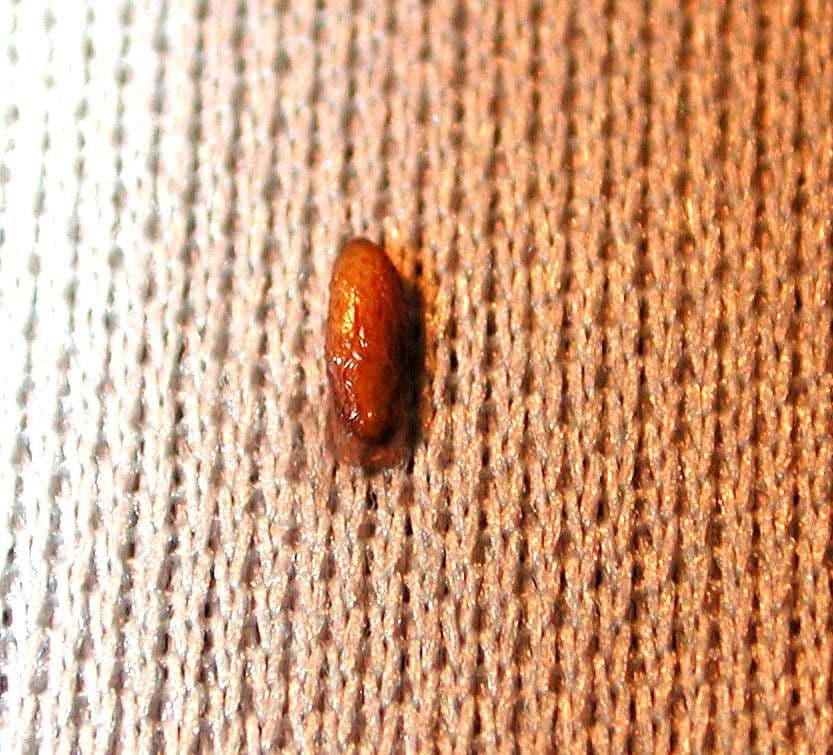 Schlegelia 15