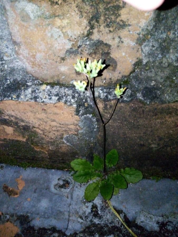 Youngia giapponese 11