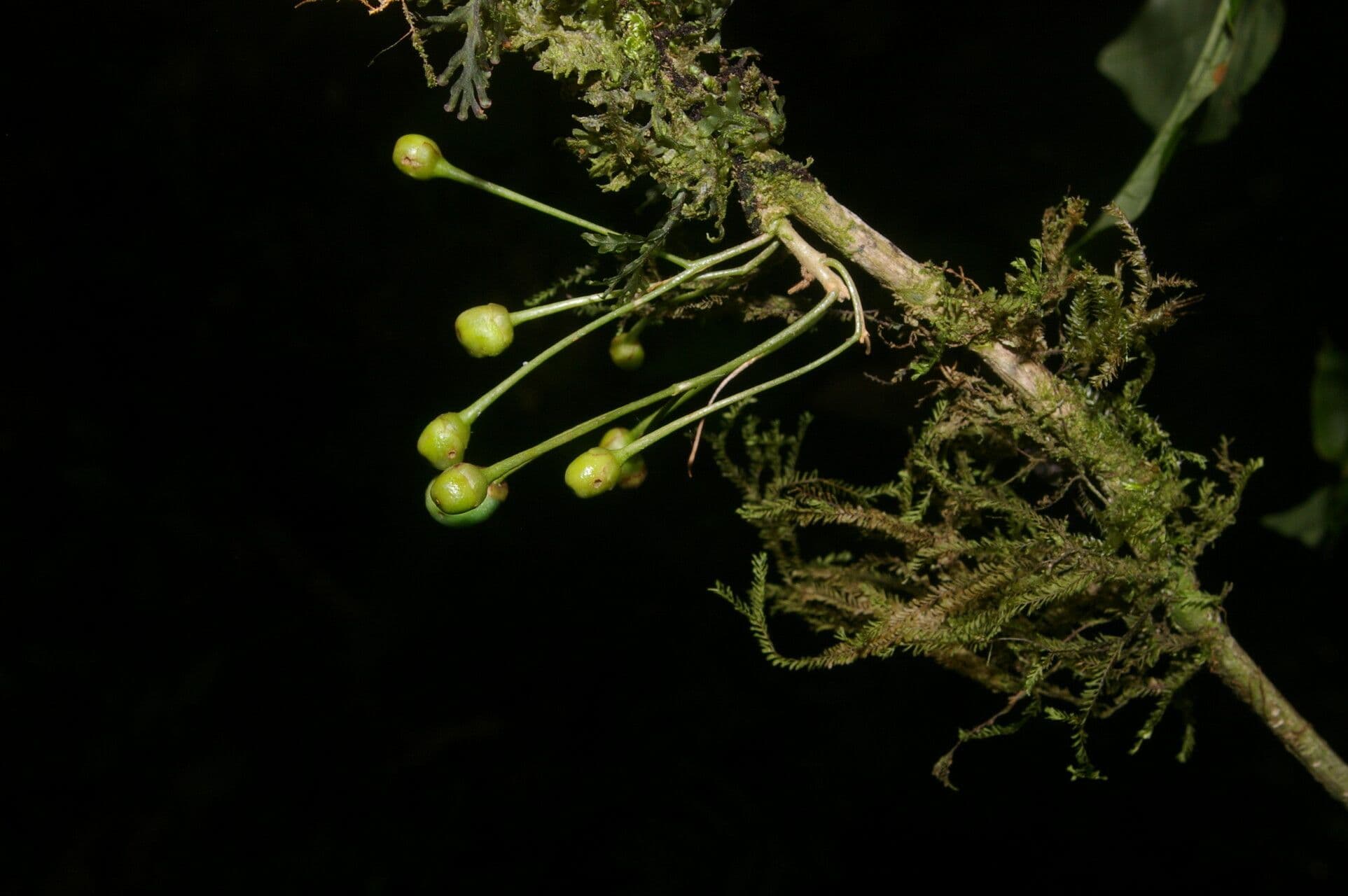 Aegiphila 2