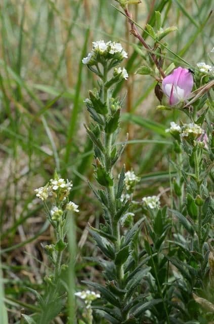 Draba incana 8