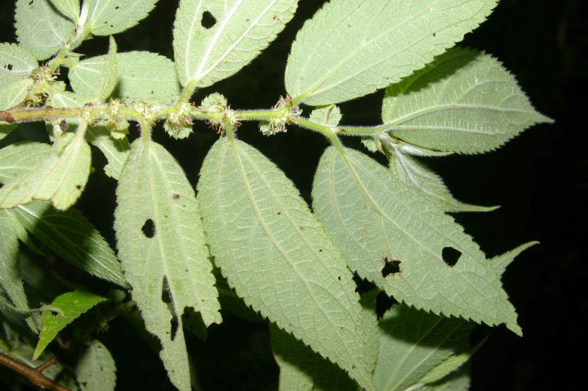 Boehmeria à feuilles d'orme 3