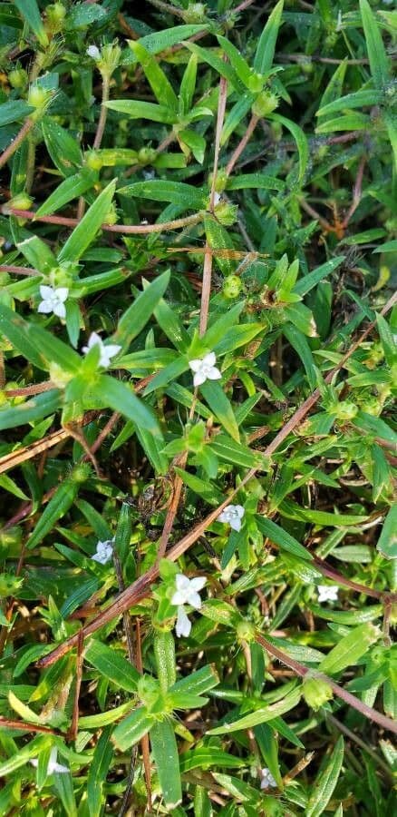 Diodia virginiana 19