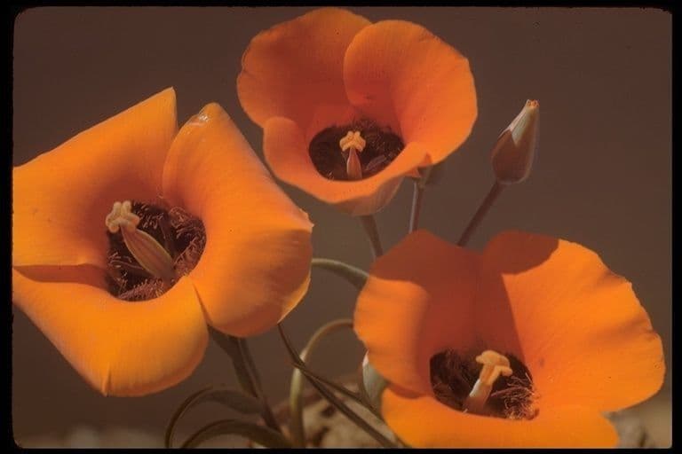 Calochortus di Kennedy 14