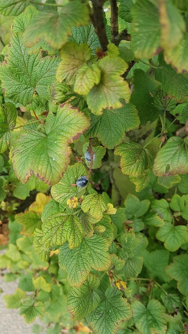 Ribes a fiori 20