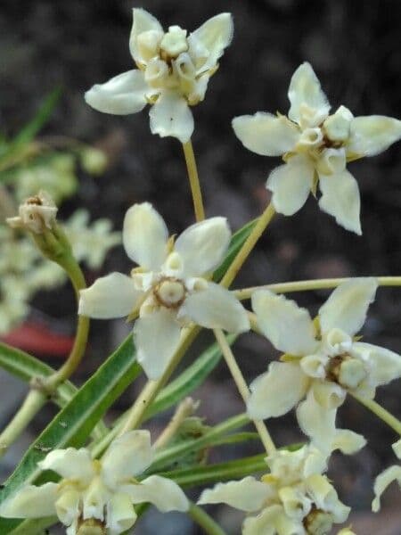 Gomphocarpus physocarpus 10