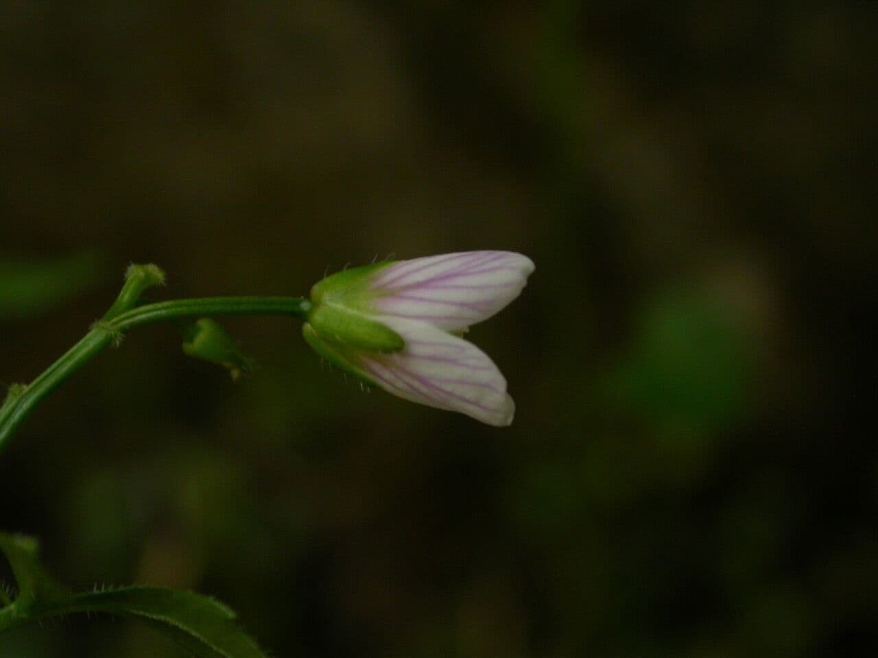 Cardamine