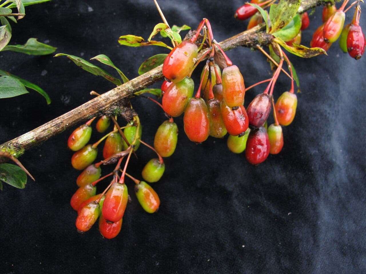 Berberys Thomsona 2