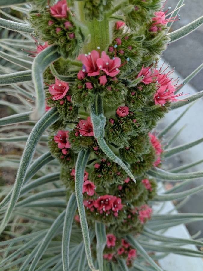 Echium di Wildpret 2