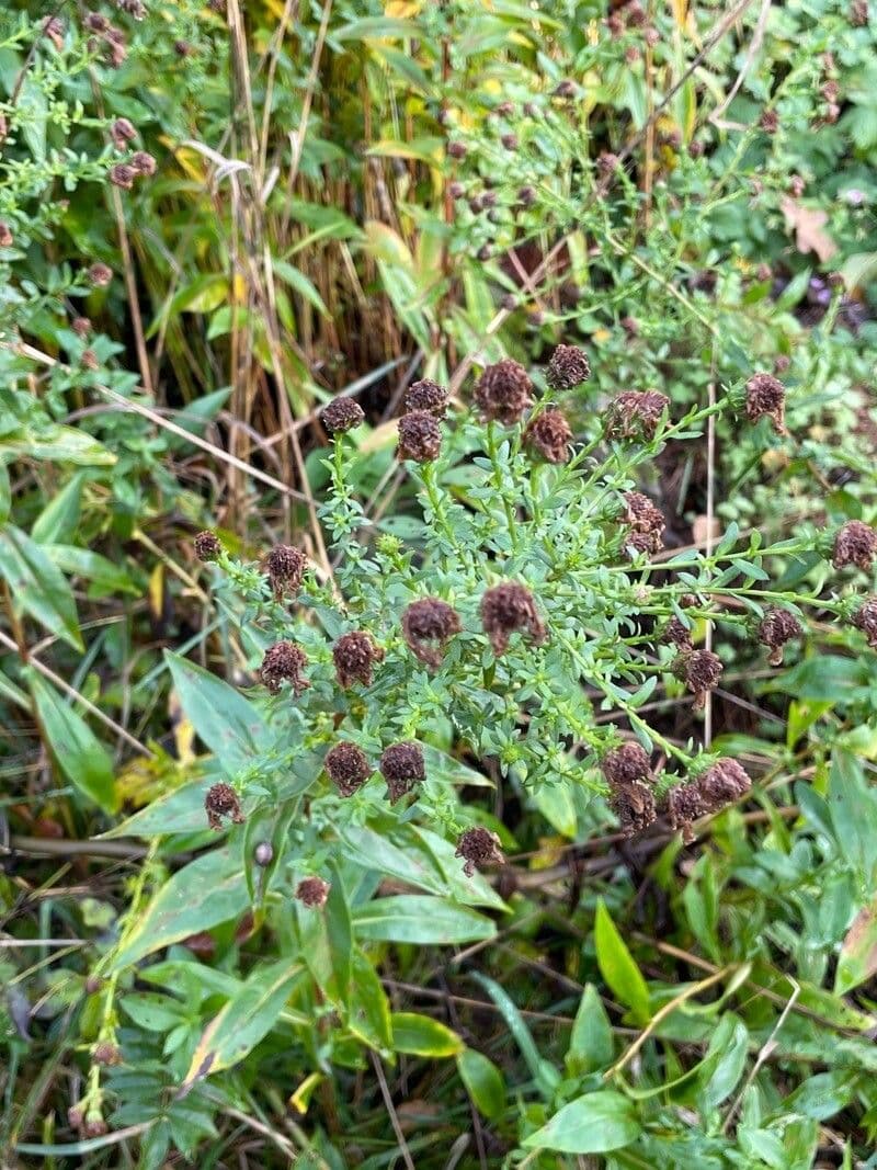 Neubelgische Aster