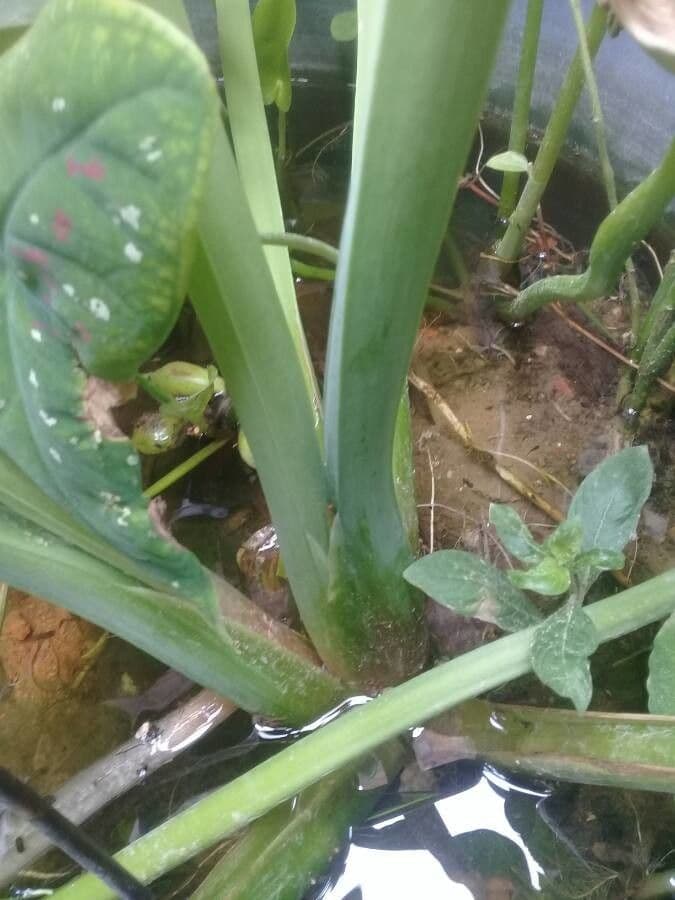 Limnocharis 13
