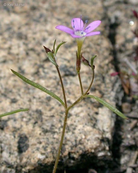 Navarretia leptalea 10