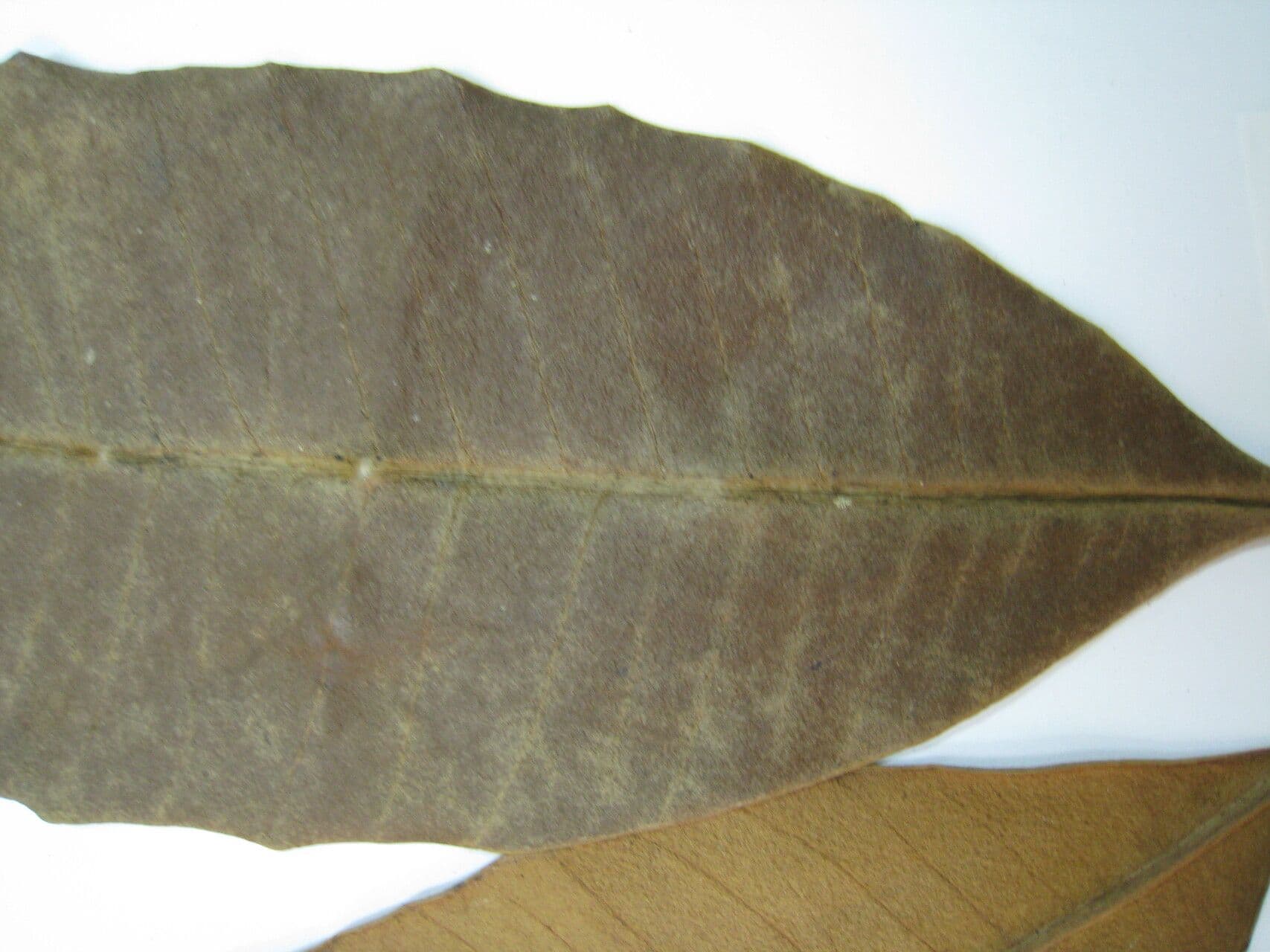 Ambelania acida 9