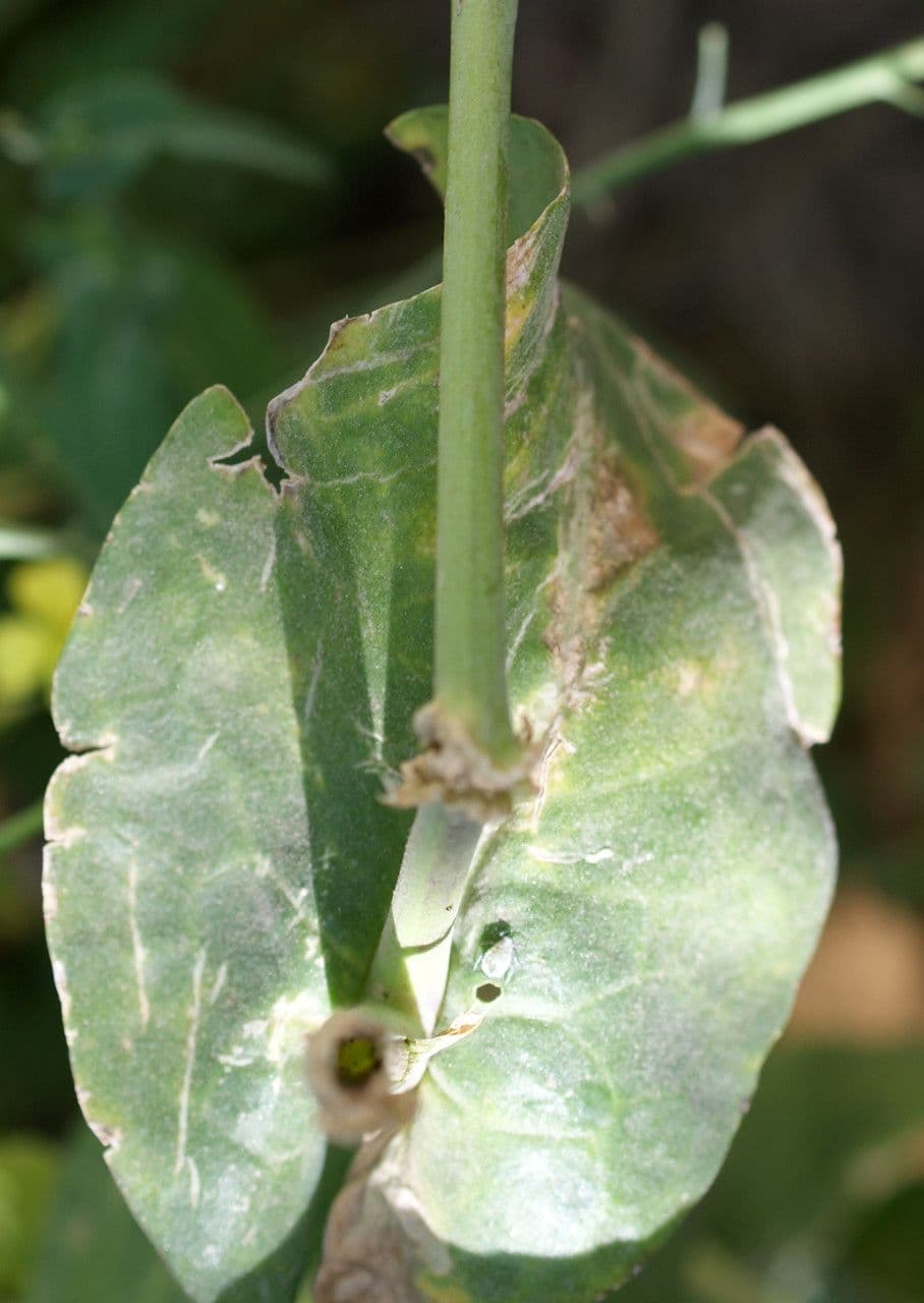 Conringia orientale 18