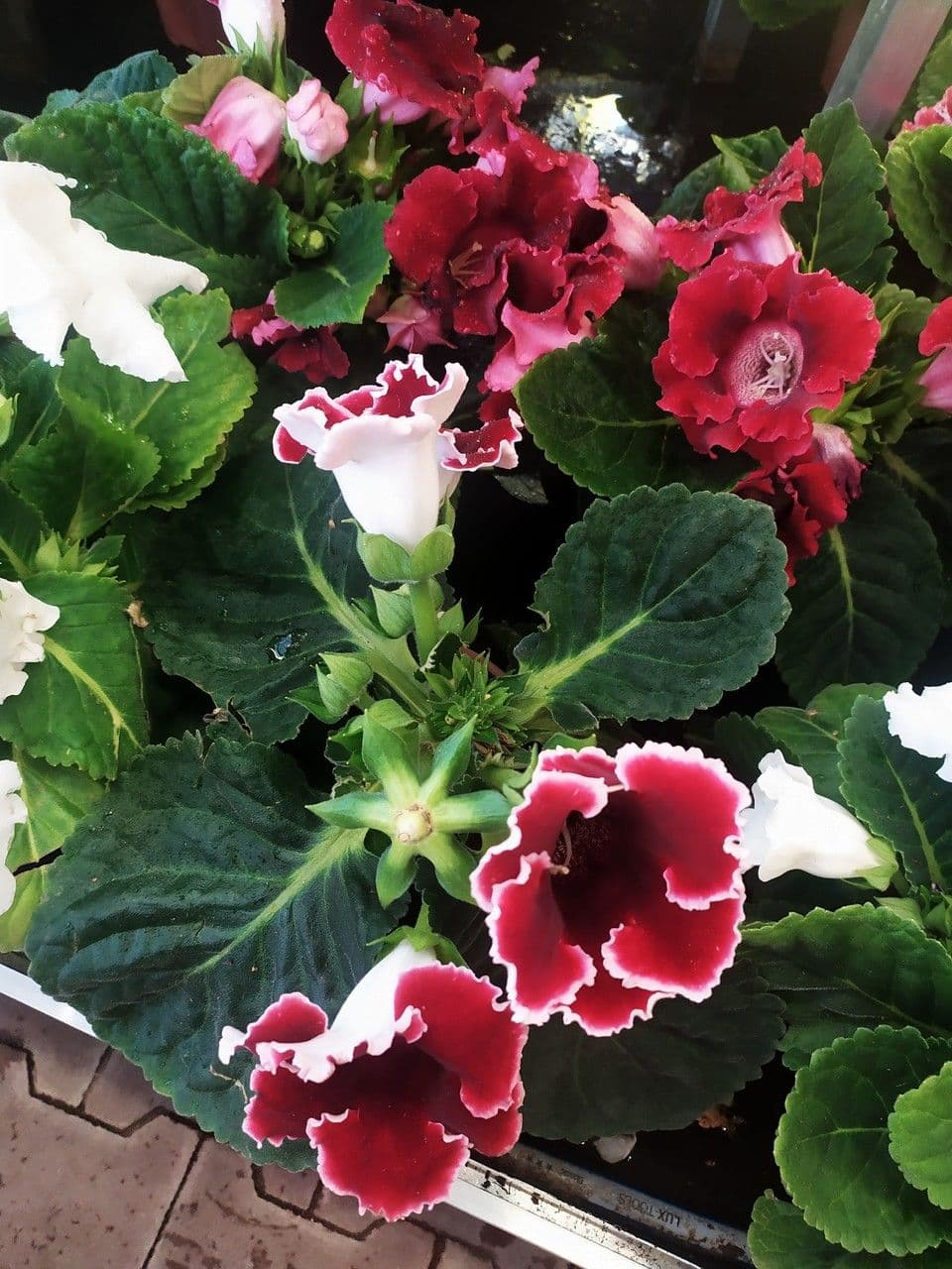 Gloxinia 7