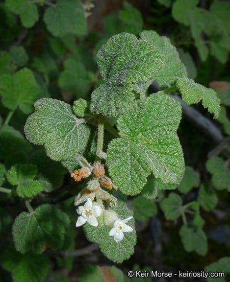 Ribes senza odore 9