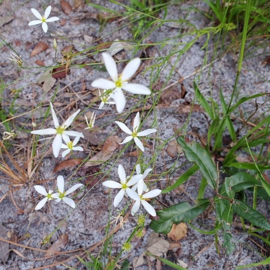 Sabatia brevifolia 11