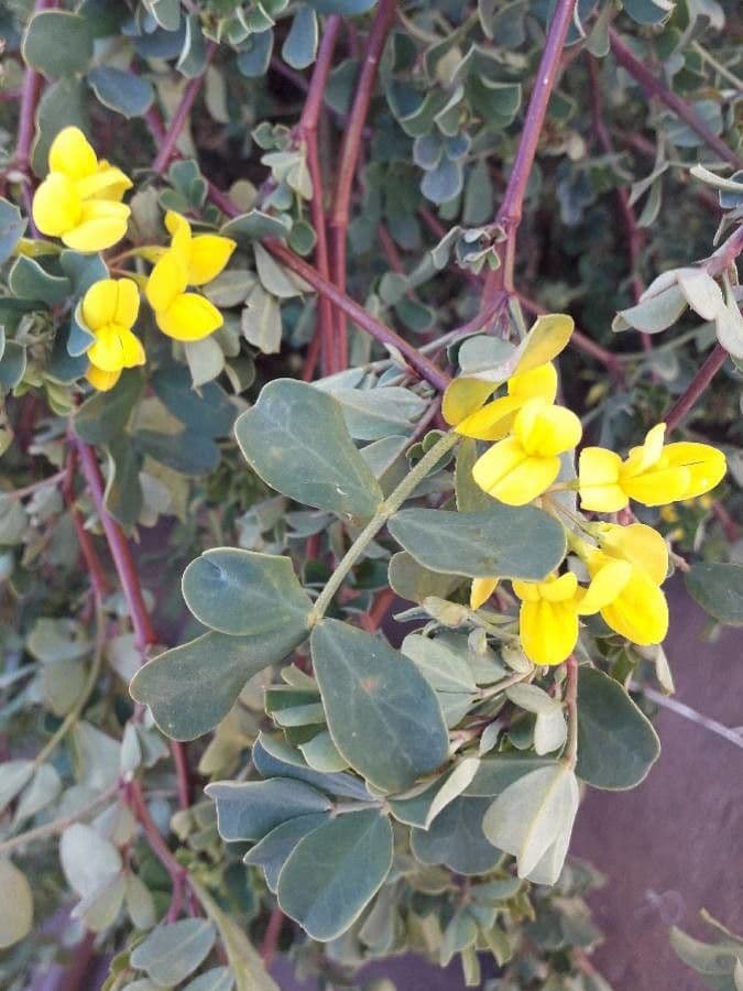 Coronilla valentina 7