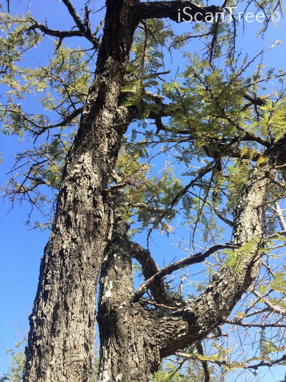 Vachellia gerrardii