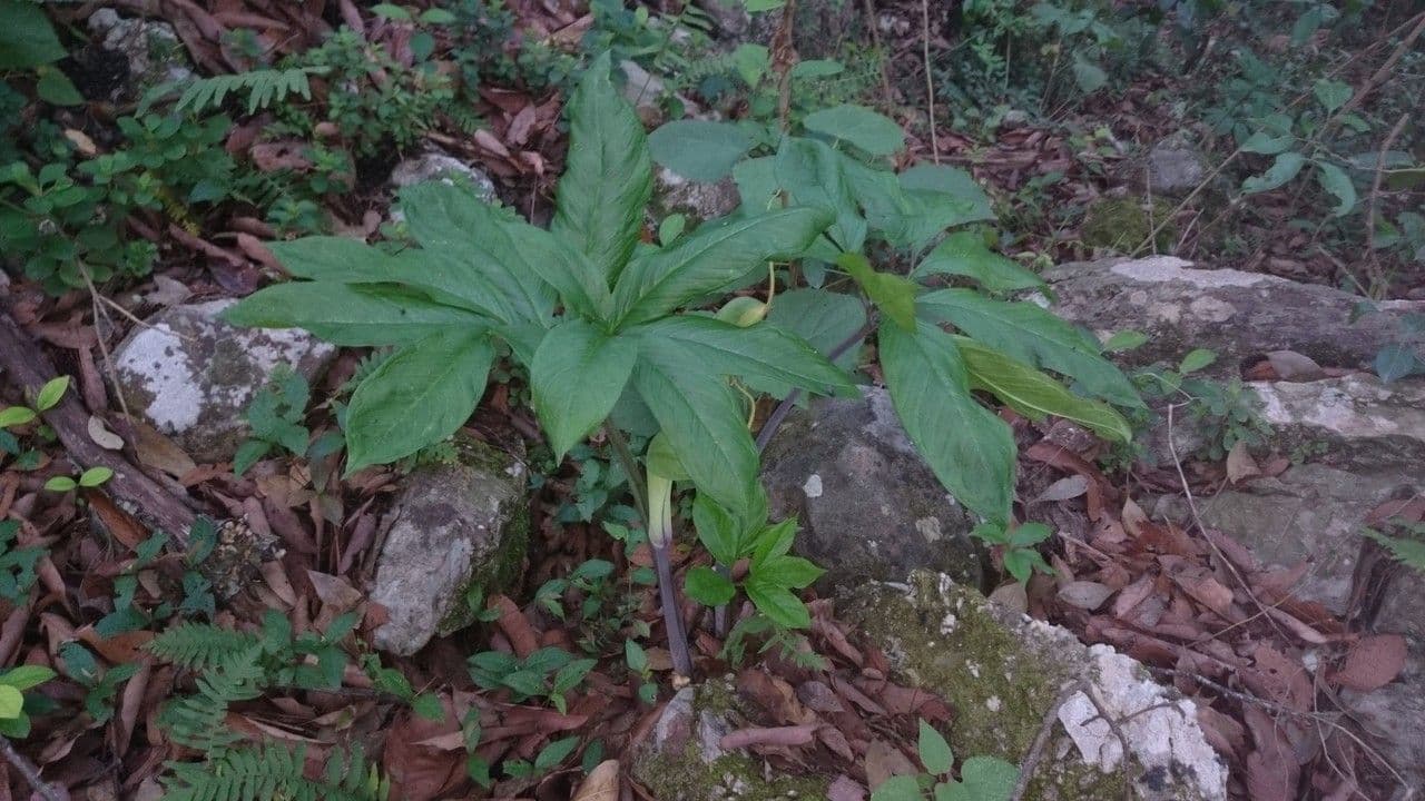 Grüner Aronstab 11