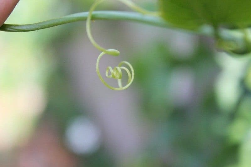 Melón escarlata 26