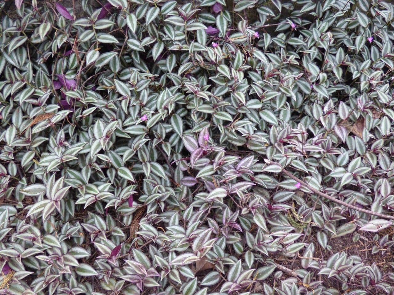 Tradescantia 14